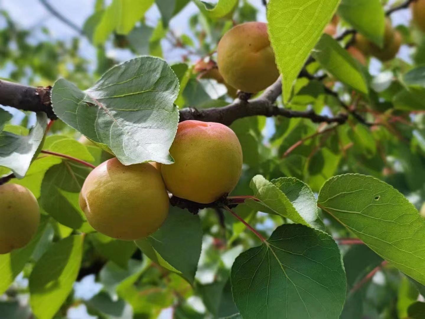 寧縣曹杏成熟上市