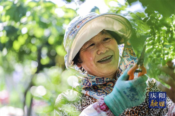 【攝影報(bào)道】合水縣西華池鎮(zhèn)黎家莊村：葡萄管護(hù)忙  疏果促增收