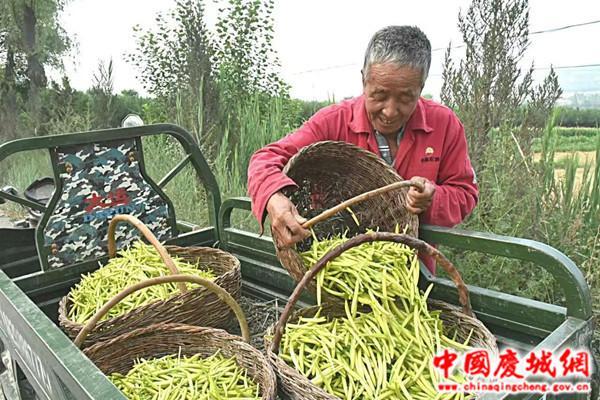 慶城縣：技術(shù)創(chuàng)新賦能馬蘭黃花豐收季