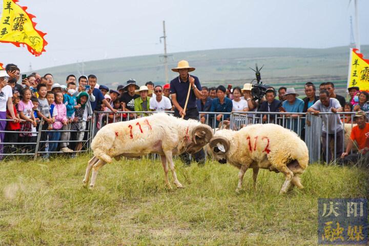 【攝影報(bào)道】羊王爭(zhēng)霸、百羊賽跑……這場(chǎng)“羊羊”運(yùn)動(dòng)會(huì)很有趣