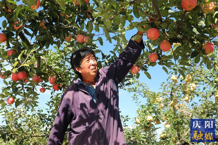 【慶陽蘋果果真好】正寧縣早熟蘋果搶鮮上市