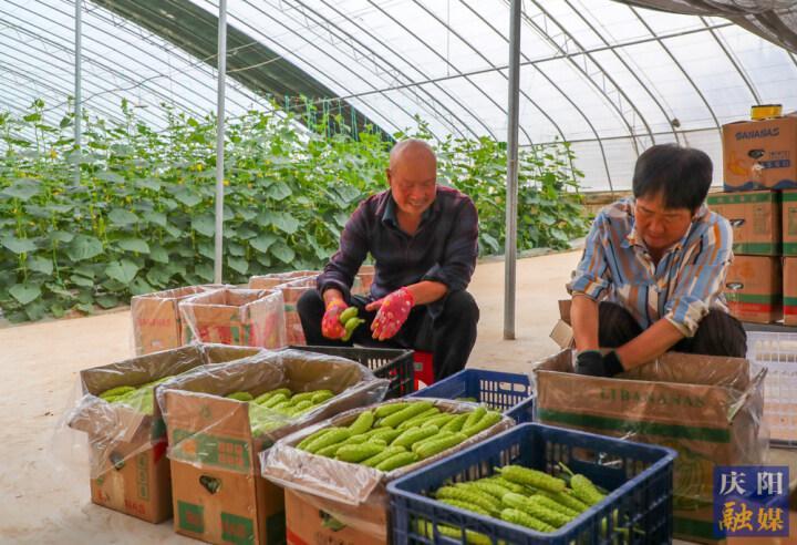 【攝影報道】咬一口嘎嘣脆！合水縣大棚白黃瓜采摘正當時