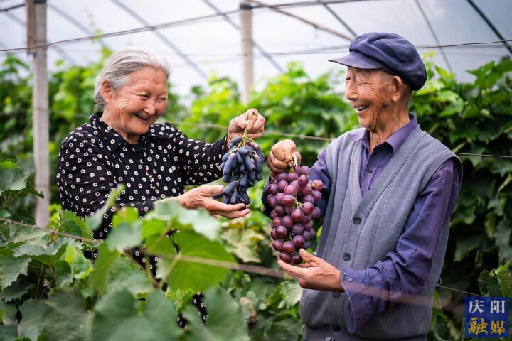 【攝影報道】慶城縣玄馬鎮(zhèn)賈橋村張永忠：帶動農戶種植葡萄增收致富