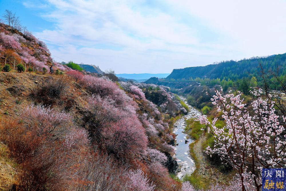 【攝影報(bào)道】寧夏固原：以花為媒 相約春天 寧夏六盤山山花月活動(dòng)拉開(kāi)帷幕