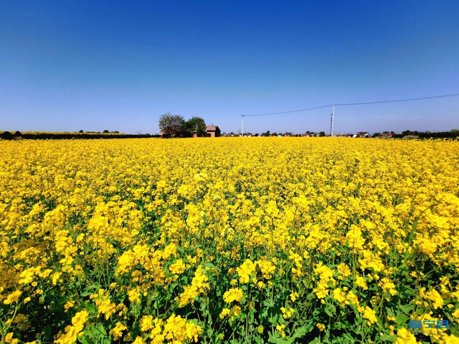 寧縣油菜花盛開 春日田園風(fēng)光惹人醉