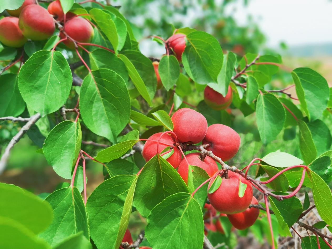 武溝鄉(xiāng)孟莊村：紅梅杏暢銷全國30多個省市